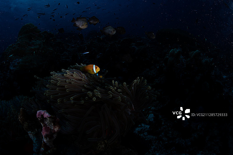 一只在海葵上的黑双锯鱼图片素材