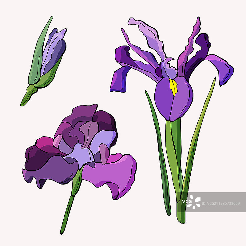 白色背景上隔离的彩色鸢尾花和花蕾图片素材