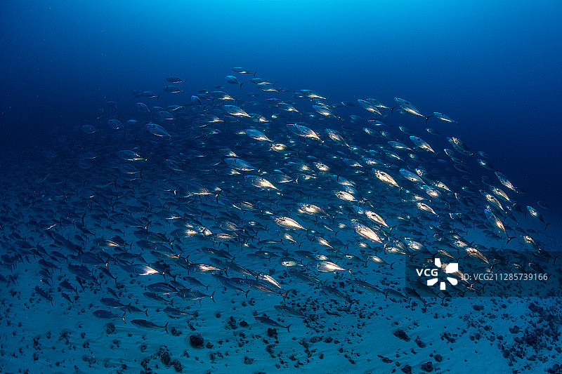 蓝水中游过的一群金枪鱼幼崽图片素材