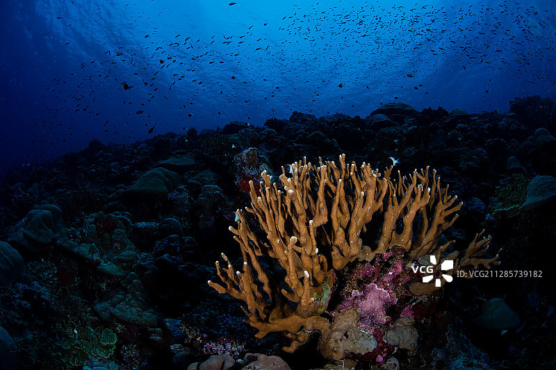 鹿角珊瑚和珊瑚鱼图片素材