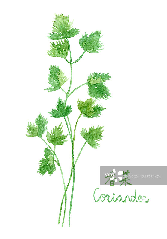 食材香菜枝叶 水彩手绘插画图片素材