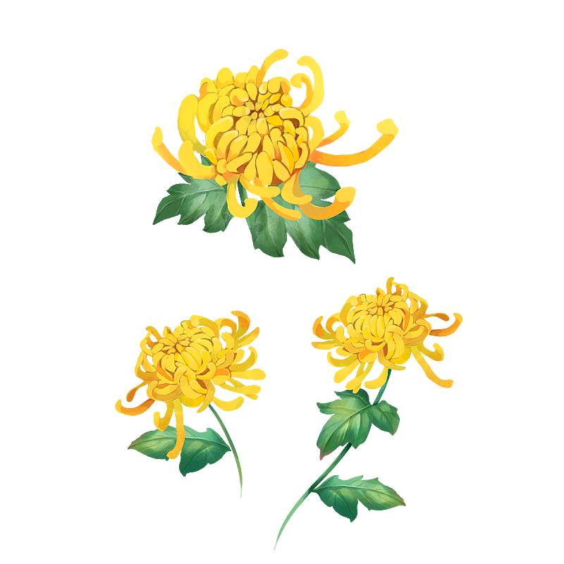 菊花图片素材