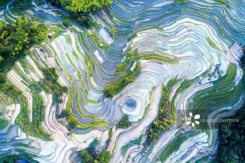 紫鹊界梯田图片素材
