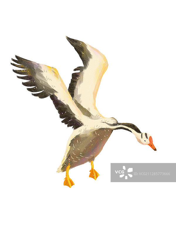 斑头雁图片素材