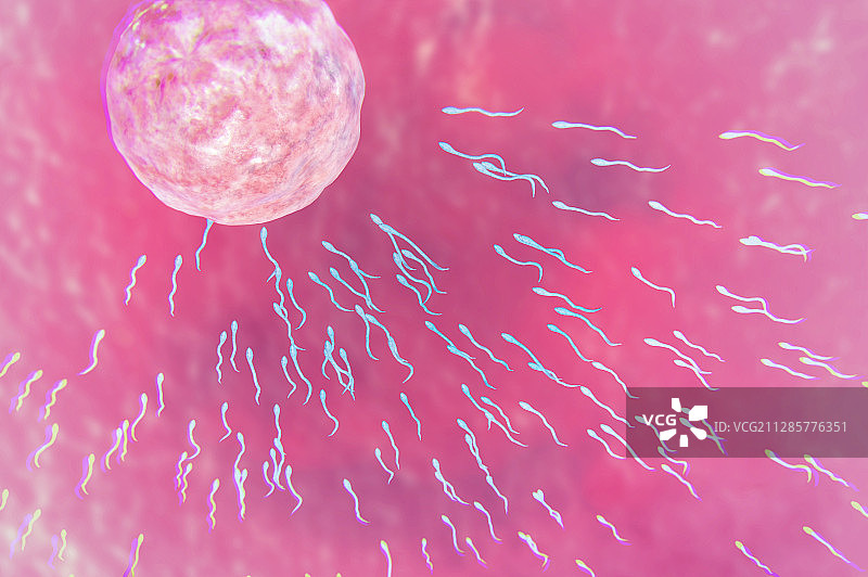 精子与卵子的接触图片素材