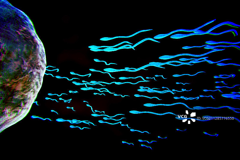 精子与卵子的接触图片素材