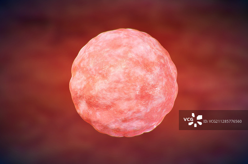 人类生殖细胞卵子图片素材