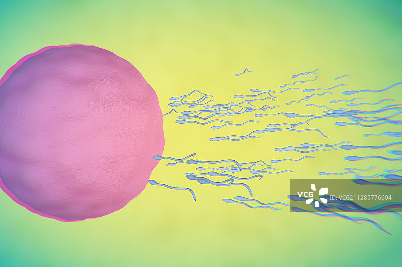 精子与卵子的接触图片素材