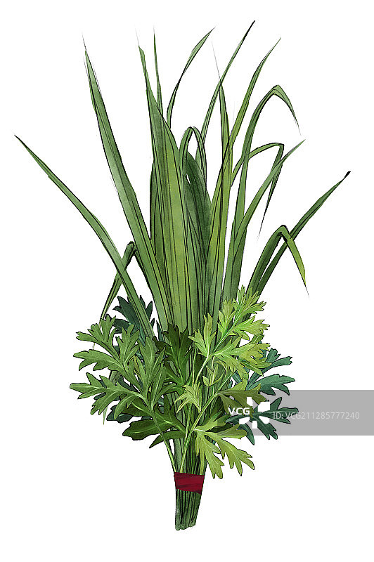 一株碧绿的艾草图片素材