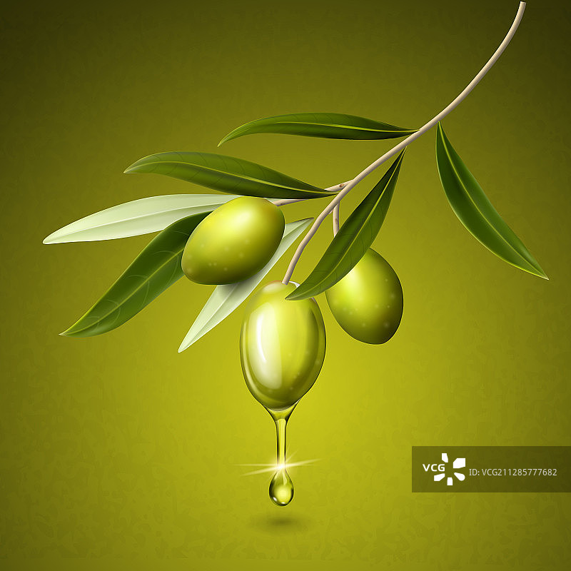橄欖植物素材图片素材
