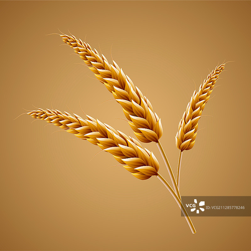 金黄小麦素材图片素材