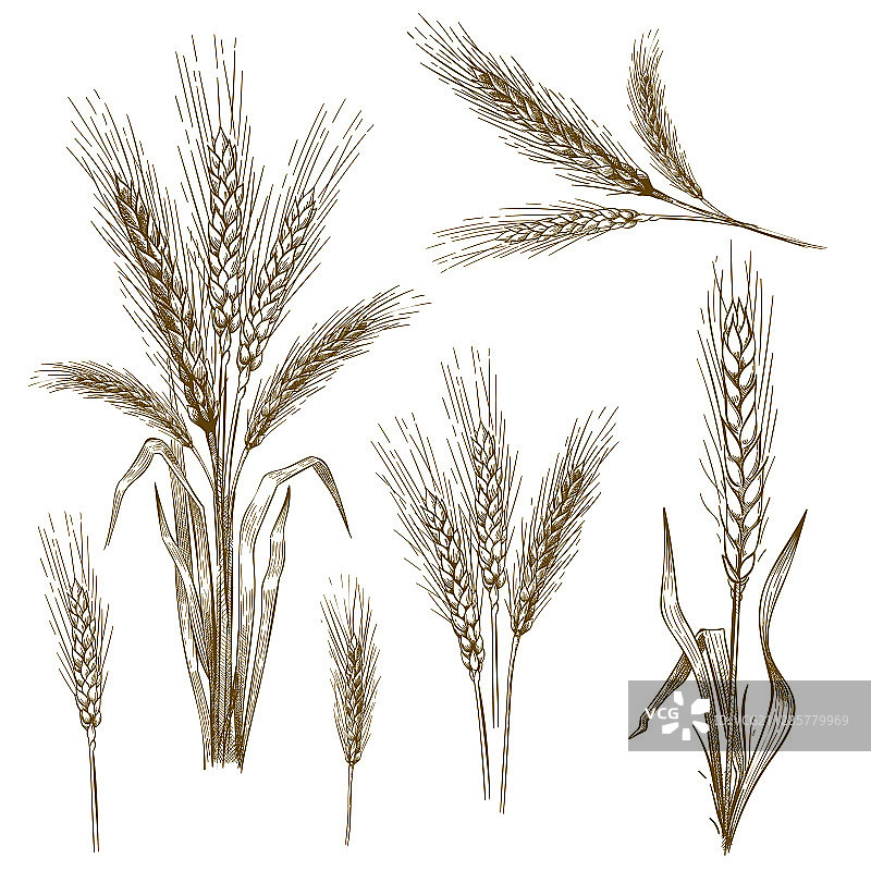 手绘麦穗素描图片素材