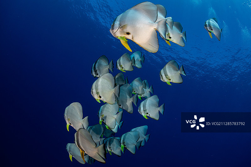 在大蓝水中游动的一群尖翅燕鱼图片素材