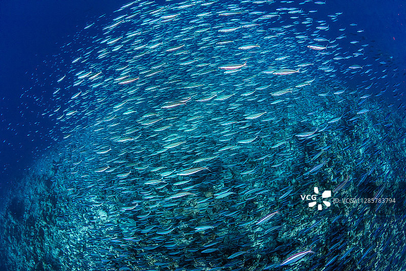 一群聚集成鱼球的乌尾鮗图片素材