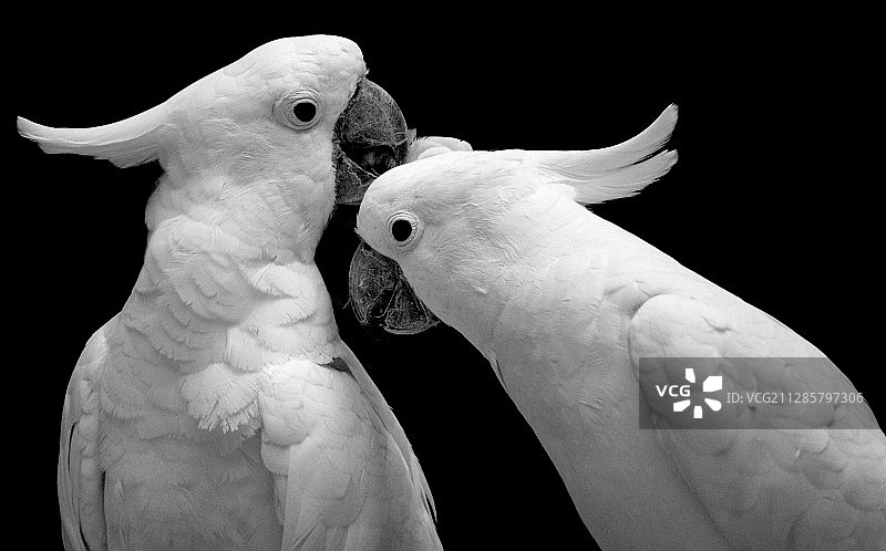 一对金刚鹦鹉细节实拍图片素材