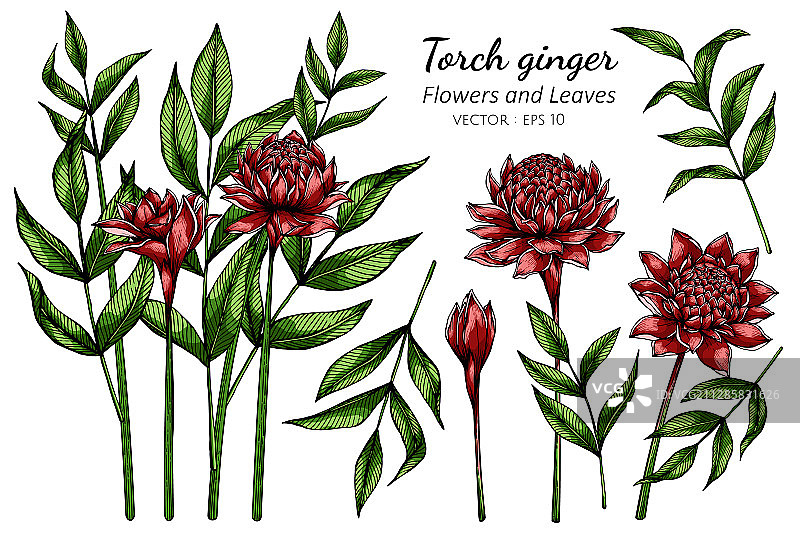 红色火炬姜花和叶子绘画合集图片素材