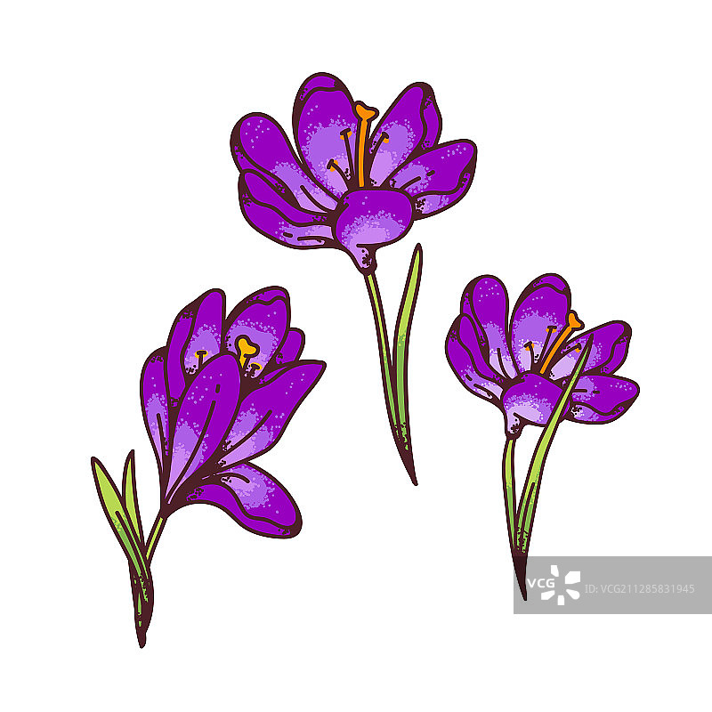 紫色番红花与报春花图片素材