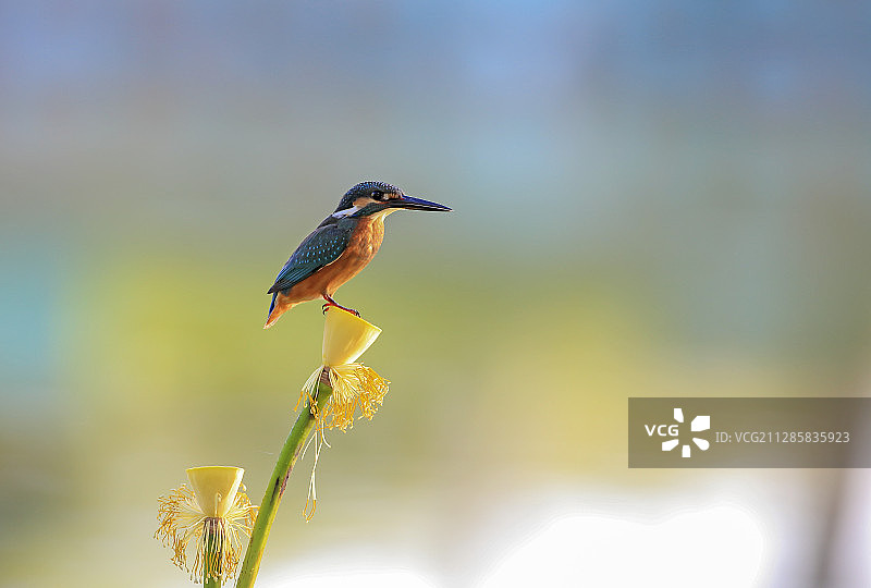 荷塘翠影图片素材