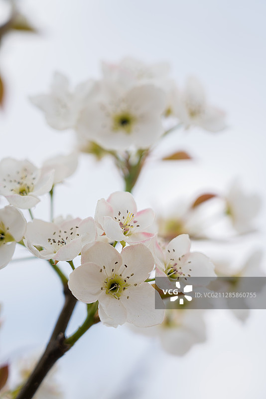 莱阳梨花图片素材