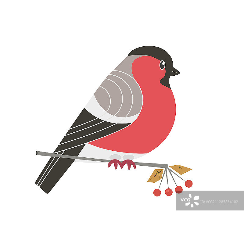 可爱红腹灰雀图标图片素材