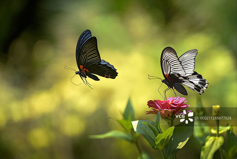 美凤蝶图片素材