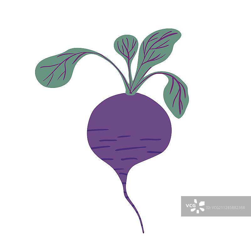 手绘甜菜根白色背景图片素材
