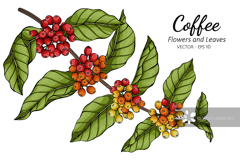 咖啡花叶线条艺术图片素材