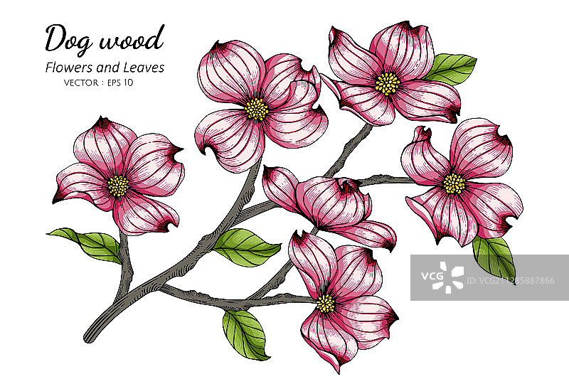 粉色山茱萸花叶线条画图片素材