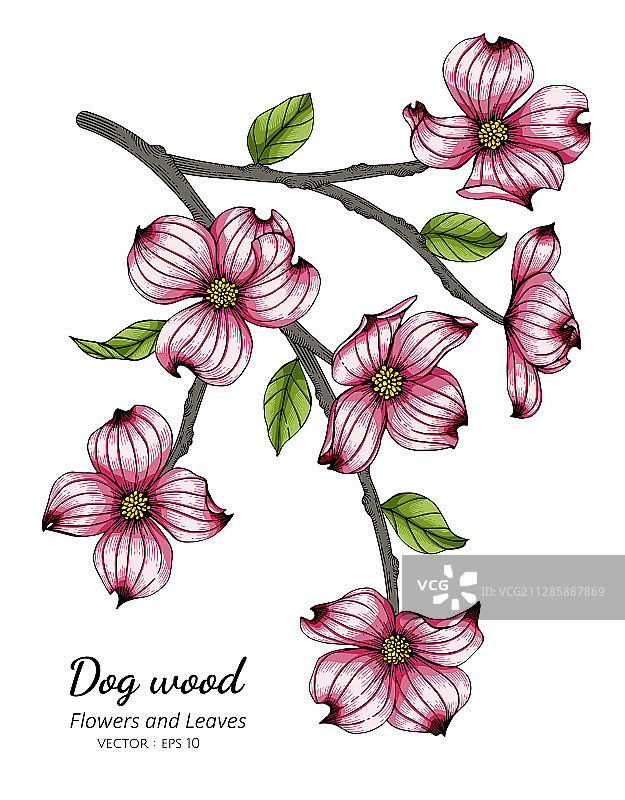 粉色山茱萸花叶线条画图片素材