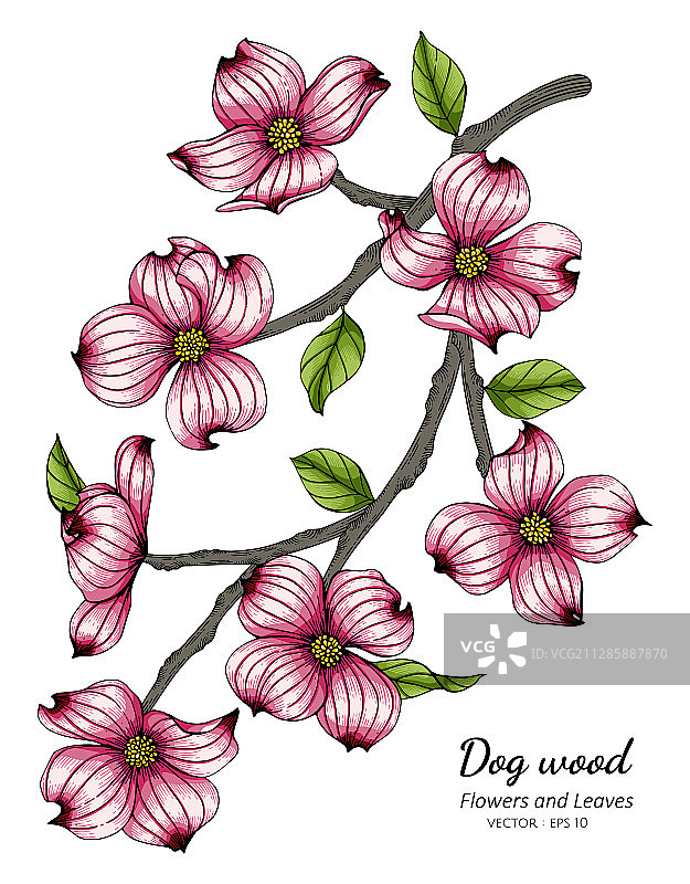 粉色山茱萸花叶线条画图片素材