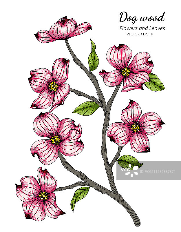 粉色山茱萸花叶线条画图片素材