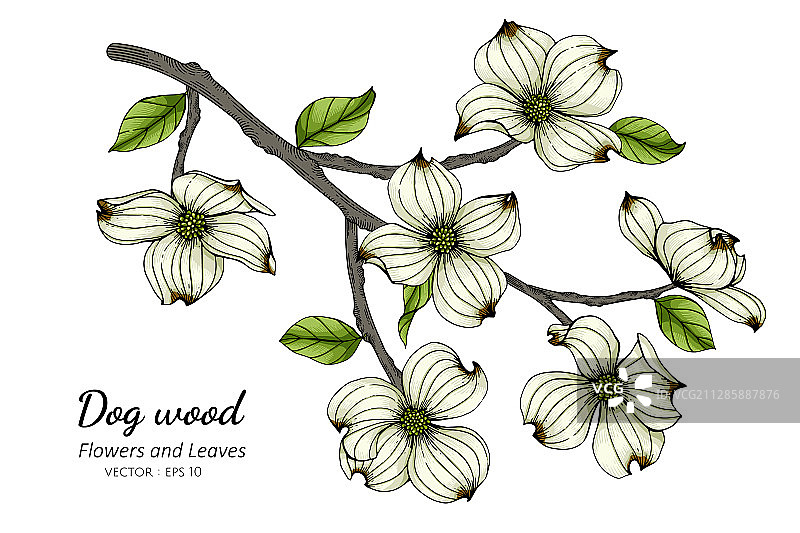 白色山茱萸花叶线条画图片素材