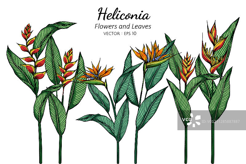 天堂鸟蕉花和叶子图片素材