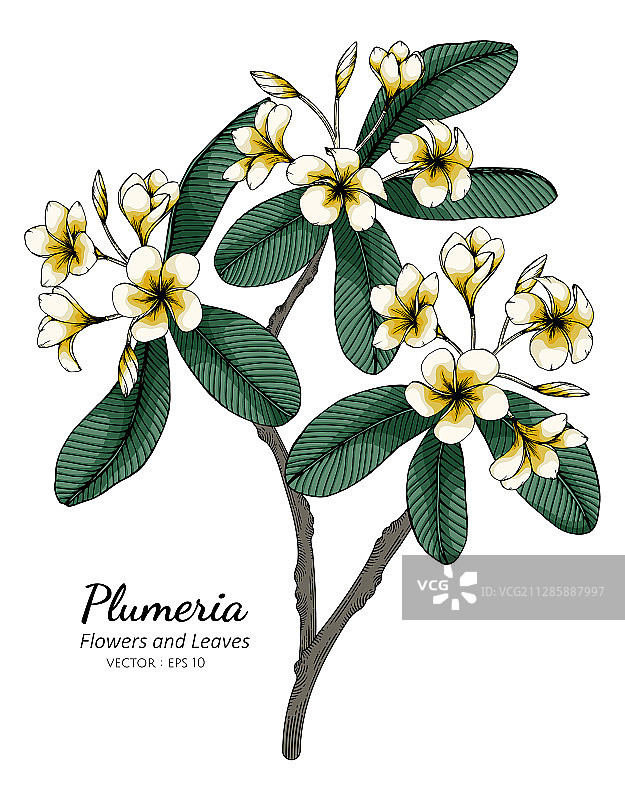 鸡蛋花和叶子线条画图片素材