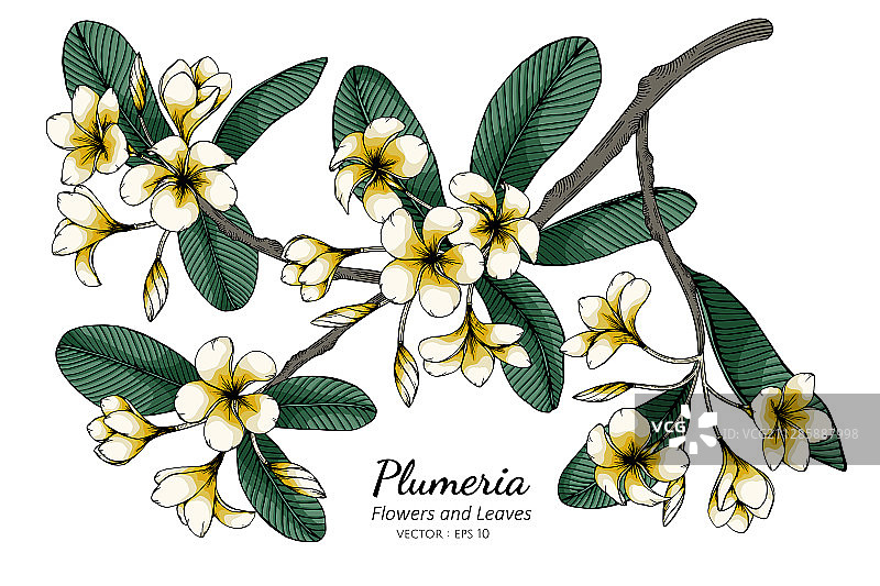 鸡蛋花和叶子线条画图片素材