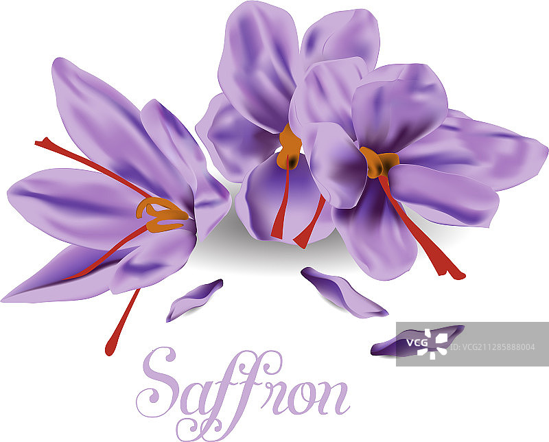 白色背景上的紫色花朵特写图片素材