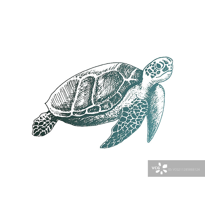 身披坚甲的 loggerhead 海龟在深海中畅游图片素材