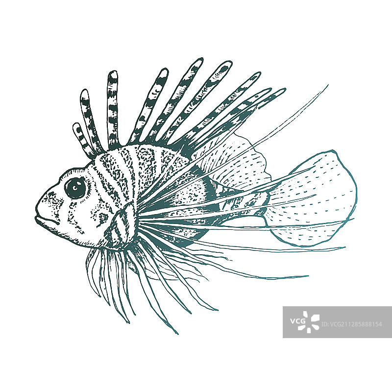 长背鳍狮子鱼素描图片素材