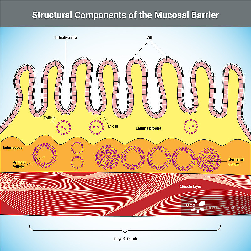 结构部件黏膜屏障图片素材