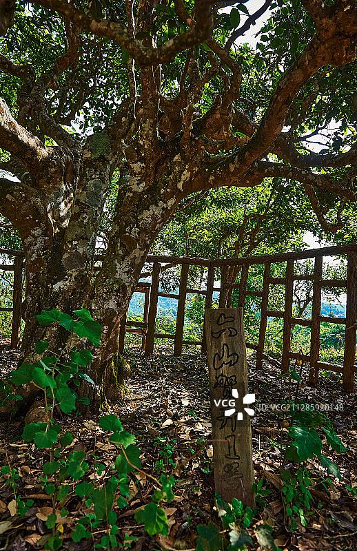 普洱茶园千年古茶树图片素材