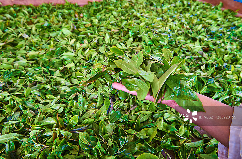 普洱茶初制所图片素材