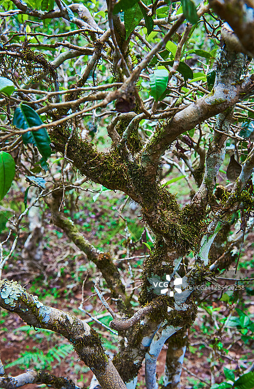 勐海茶山古茶树图片素材