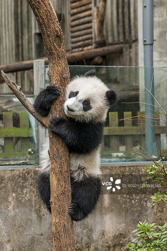 四川成都大熊猫繁育研究基地图片素材