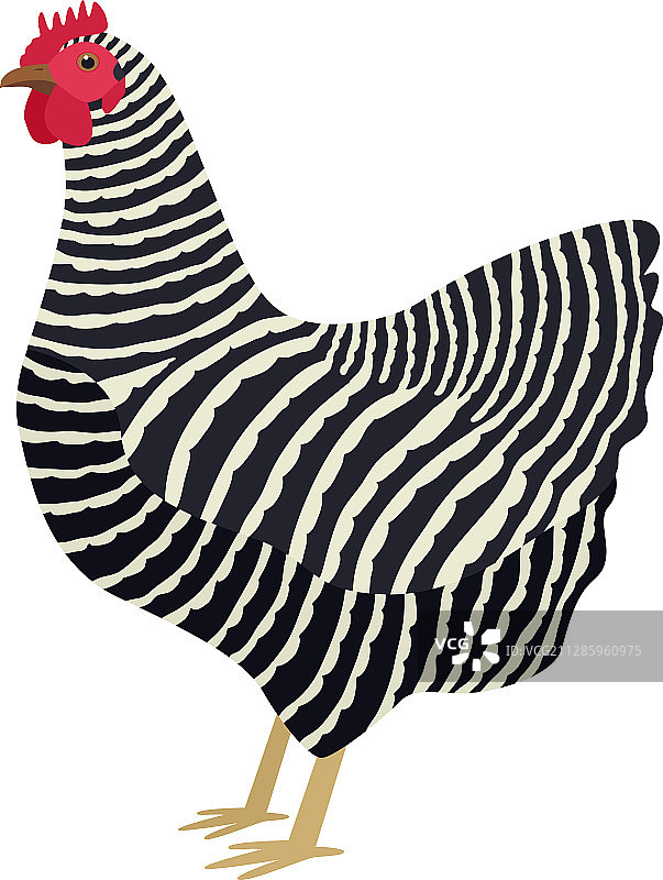 普利茅斯岩鸡图片素材