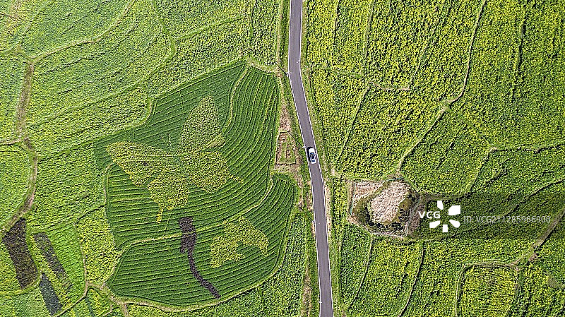 自驾花海图片素材