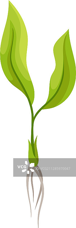 弱根葡萄幼苗图片素材