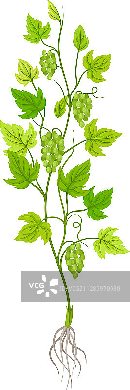 带细根的葡萄树苗图片素材