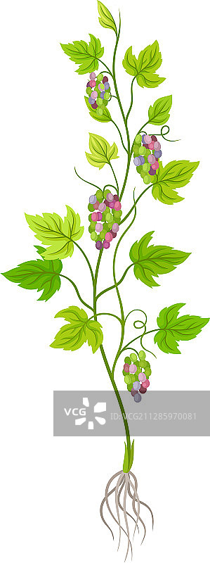 带藤蔓和葡萄串的葡萄植株图片素材