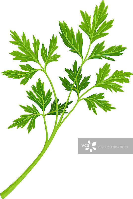 欧芹枝作为厨房烹饪香草图片素材