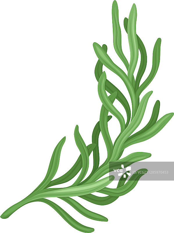 厨房香草食物配料图片素材